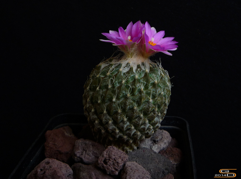 Файл:Pelecyphora strobiliformis 4.jpg