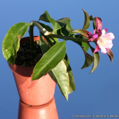 Pereskia grandifolia ssp. violacea.jpg