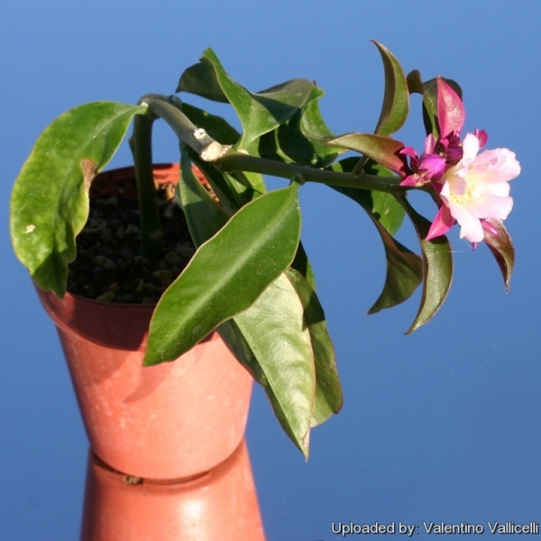 Файл:Pereskia grandifolia ssp. violacea.jpg