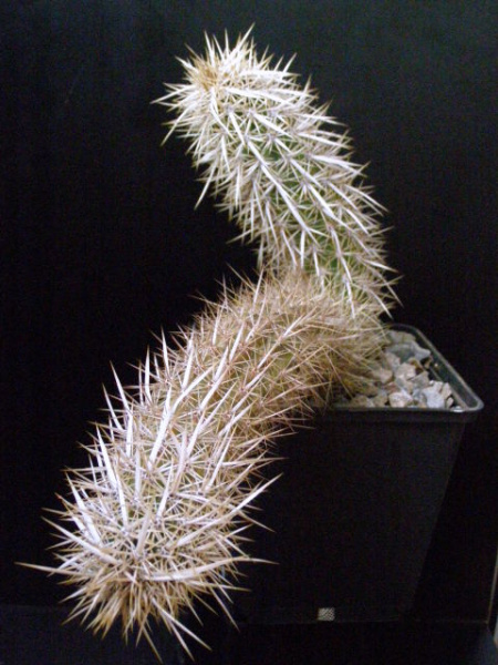 Файл:Stenocereus eruca.jpg