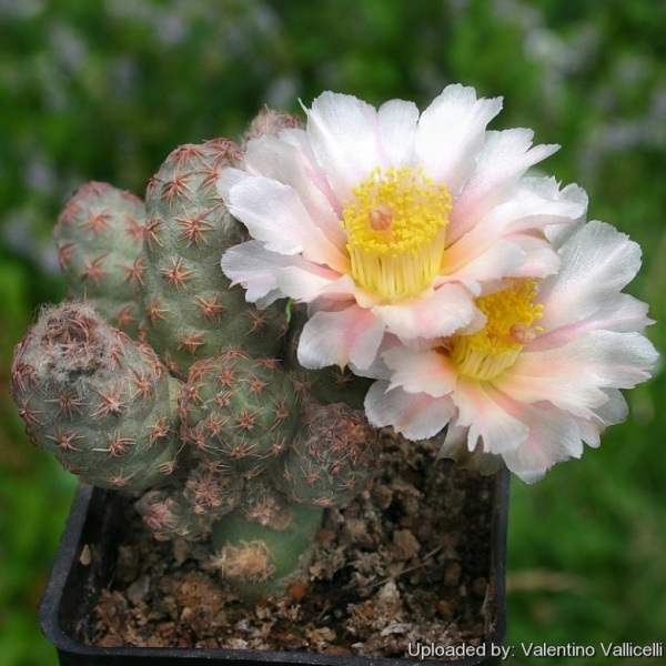 Файл:Tephrocactus bonnieae 5092.jpg