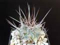 Thelocactus rinconensis var. nidulans LAU1327
