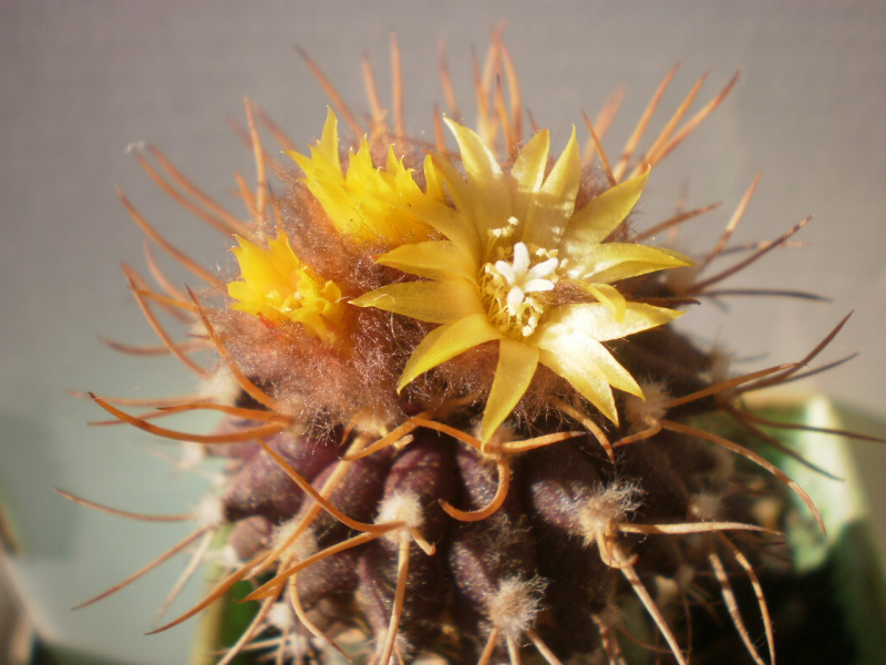 Файл:Uebelmania meninensis f. rubra.jpg