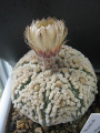 Astrophytum asterias cv. hanazono