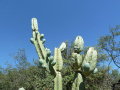 Cereus hankeanus