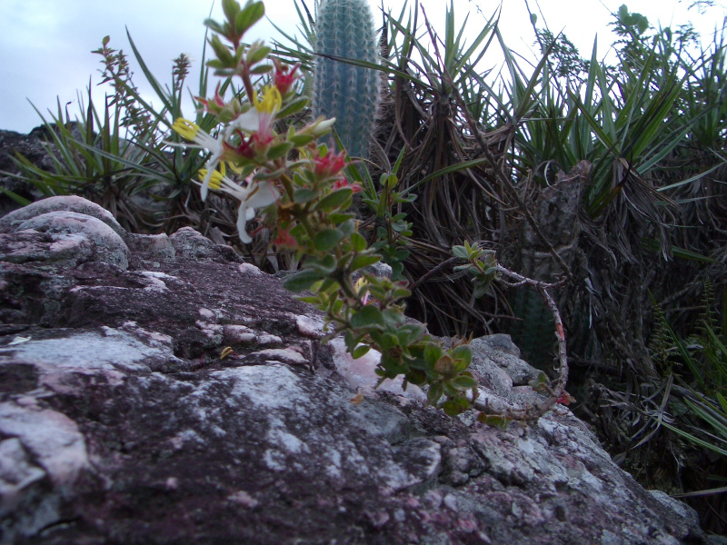 Файл:Chapada diamantina flora.jpg