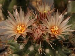 Coryphantha potosiana 1.jpg