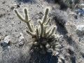 Cylindropuntia ganderi 43.JPG