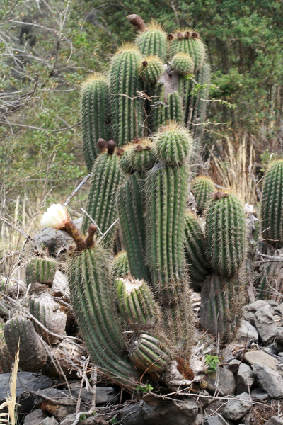 Файл:Echinopsis bridgesii ssp. vallegrandensis 02.jpg