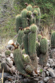 Echinopsis bridgesii ssp. vallegrandensis