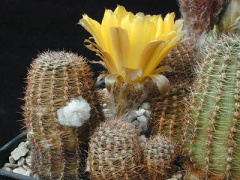 Echinopsis densispina.jpg