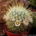 Mammillaria cowperae 5716.jpg