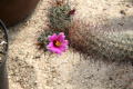 Mammillaria hutchisoniana ssp. hutchisoniana 4.jpg
