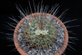 Mammillaria linaresensis 125.jpg