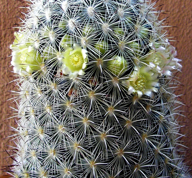 Файл:Mammillaria microhelia 02.jpg
