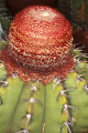 Melocactus paucispinus