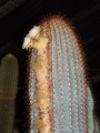 Micranthocereus dolichospermaticus
