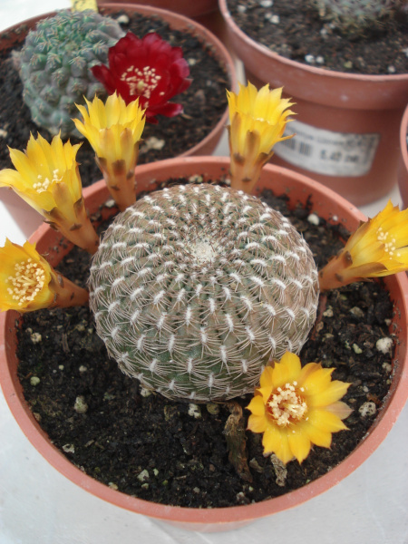 Файл:Rebutia arenacea 6.jpg