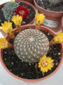 Rebutia arenacea 6.jpg