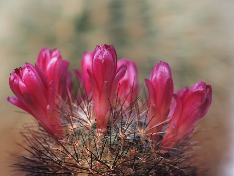 Файл:Rebutia steinbachii ssp. tiraquensis 03.jpg