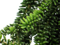 Rhipsalis mesembryanthemoides