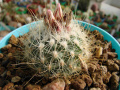Turbinicarpus knuthianus 02.jpg