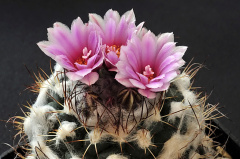 Turbinicarpus laui.jpg