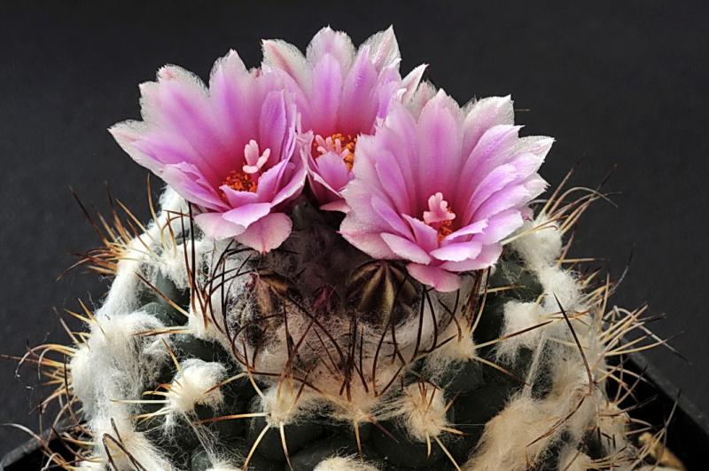 Файл:Turbinicarpus laui.jpg