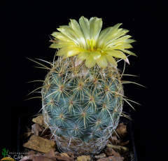 Coryphantha bergeriana 29400.jpg