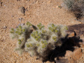 Cylindropuntia chuckwallensis 3h.jpg