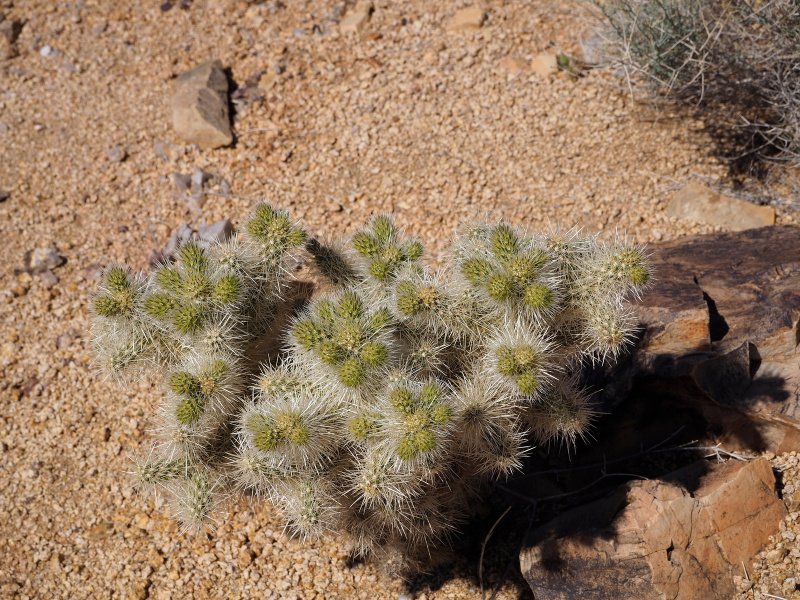 Файл:Cylindropuntia chuckwallensis 3h.jpg