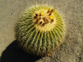 Echinocactus grusonii