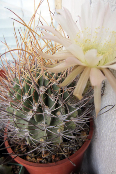 Файл:Echinopsis ferox 1.jpg