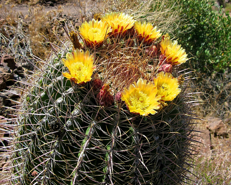 Файл:Ferocactus cylindraceus ssp. cylindraceus 1.jpg
