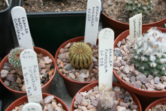 Frailea mammifera ssp. mammifera 01.jpg