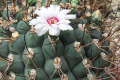 Gymnocalycium pflanzii ssp. zegarrae 2.jpg