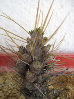 Maihuenia patagonica 1.jpg