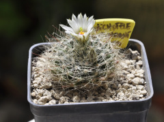 Mammillaria zephyranthoides 133.jpg