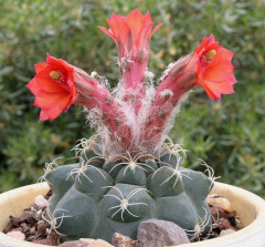 Matucana paucicostata 01.jpg