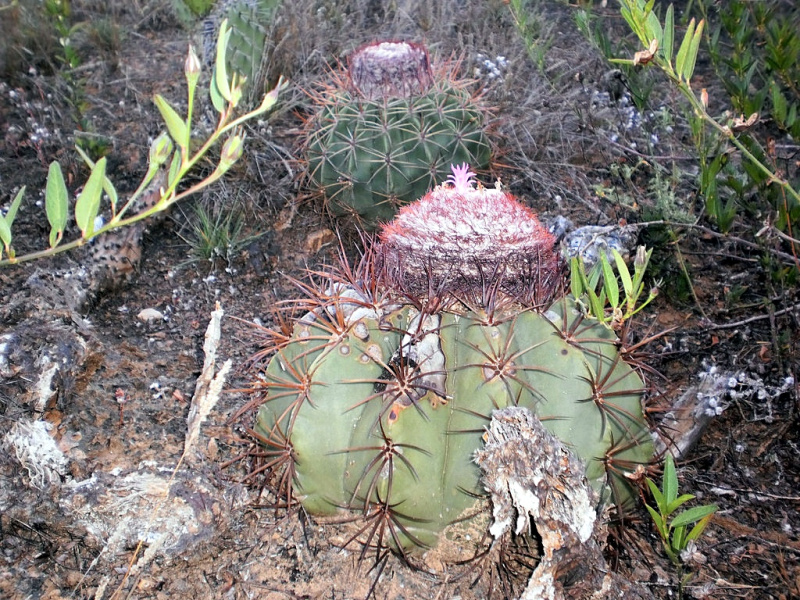 Файл:Melocactus curvispinus ssp. caesius 2.jpg