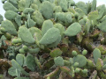 Opuntia quimilo