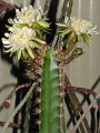 Peniocereus castellae
