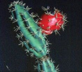 Peniocereus chiapensis 2.jpg