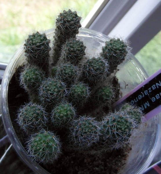 Файл:Rebutia steinmannii christinae 9.JPG