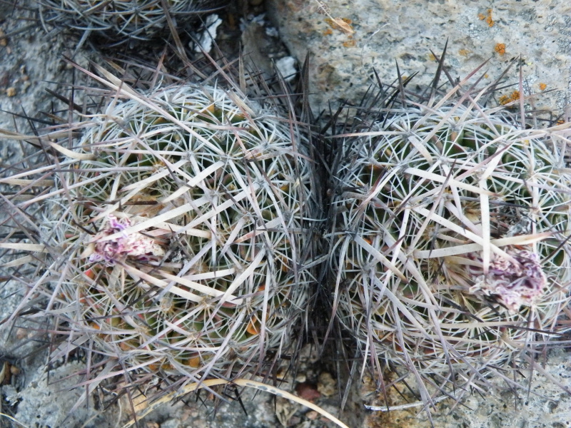 Файл:Stenocactus ochoterenanus 02.jpg