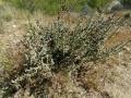 Cylindropuntia leptocaulis 6.JPG