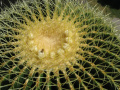 Echinocactus grusonii 7.jpg