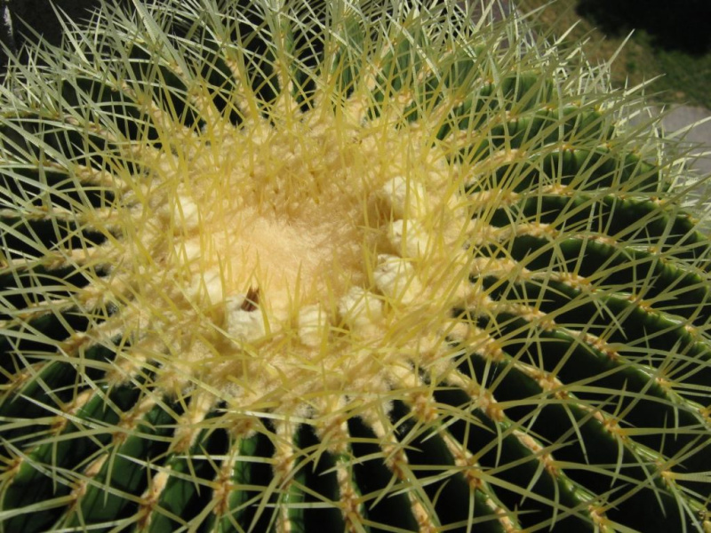 Файл:Echinocactus grusonii 7.jpg