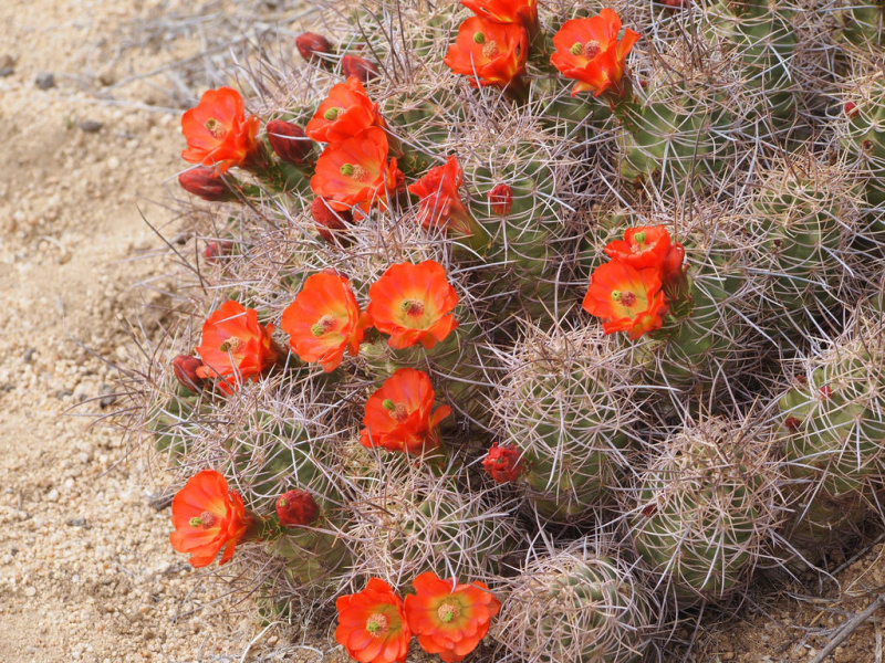Файл:Echinocereus triglochidiatus ssp. mojavensis 02.jpg
