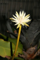 Epiphyllum phyllanthus